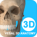 维萨里3D解剖