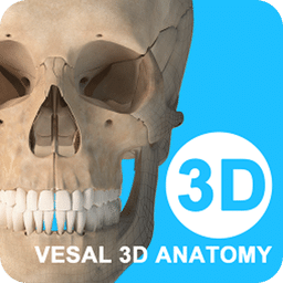 維薩里3D解剖
