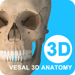 維薩里3D解剖