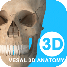 維薩里3D解剖