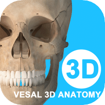 维萨里3D解剖