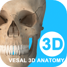 維薩里3D解剖