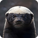 野兽领主：新世界-动物策略送大熊猫
