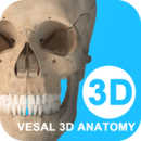 維薩里3D解剖