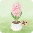風信子時光