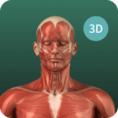3d解剖