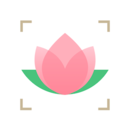 识花