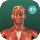 3d解剖