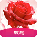 玫瑰
