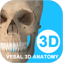 維薩里3D解剖