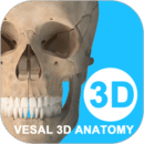 維薩里3D解剖