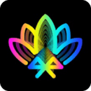 寶蓮燈pro