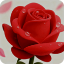 玫瑰